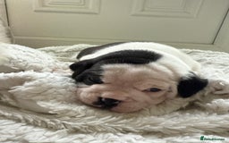 Mixed Breed dogs for sale: Cute Olde English Bulldog & Pug/Frenchie 4 sale - Image 3
