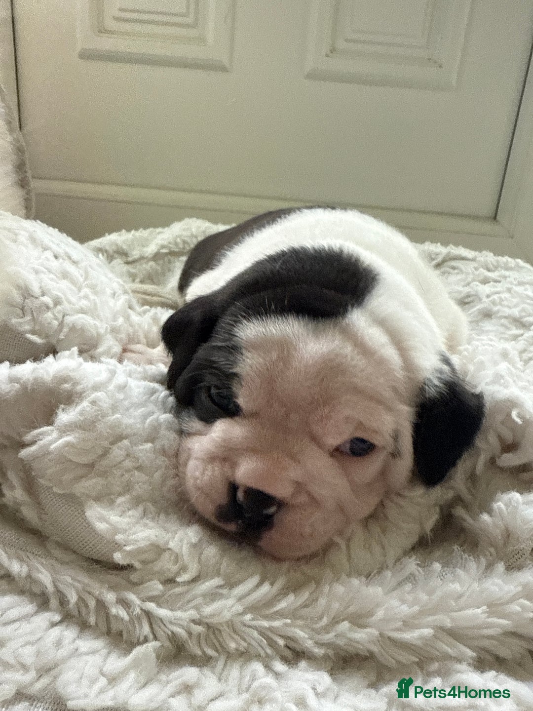 Mixed Breed dogs for sale: Cute Olde English Bulldog & Pug/Frenchie 4 sale - Image 3