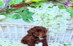 Cockapoo dogs for sale: F1b Cockapoo puppies in Strathaven - Image 8