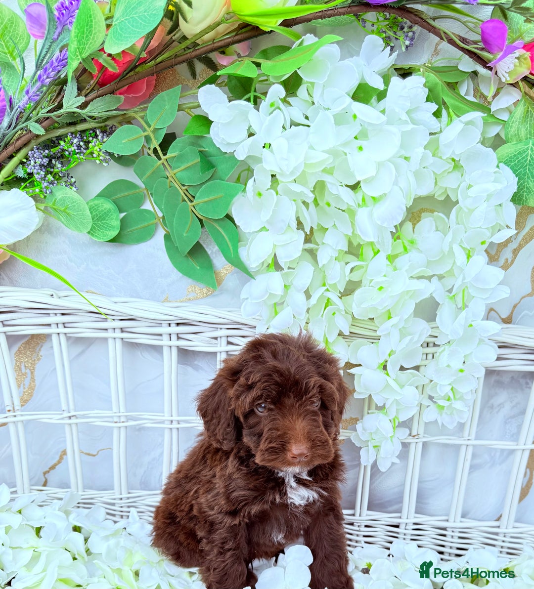 Cockapoo dogs for sale: F1b Cockapoo puppies in Strathaven - Image 8