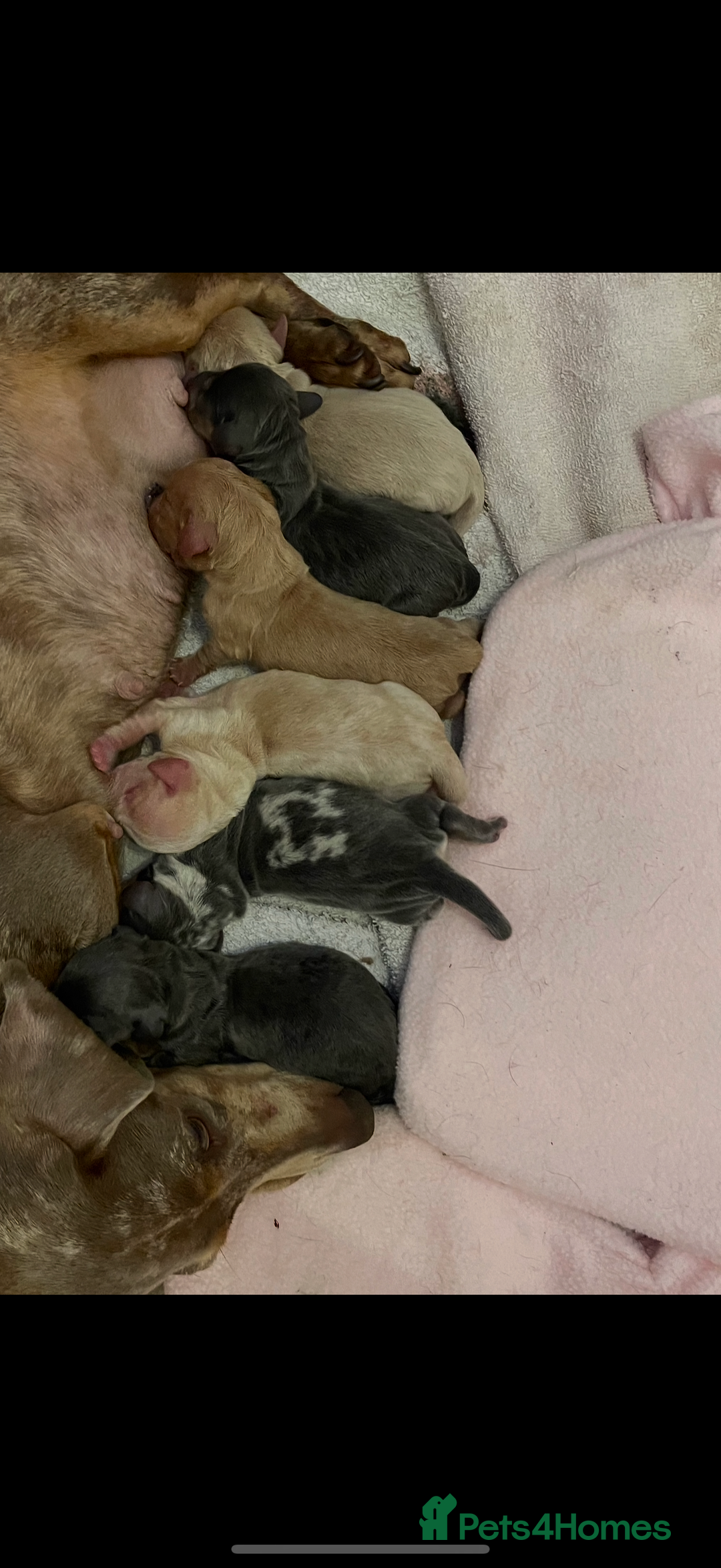 Miniature Dachshund dogs for sale: Beautiful Mini Dachshund Pups 🐶 5 Star ⭐ Breeder - Image 23