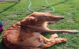 Golden Retriever dogs for sale: Working golden retriever puppies  - Image 27