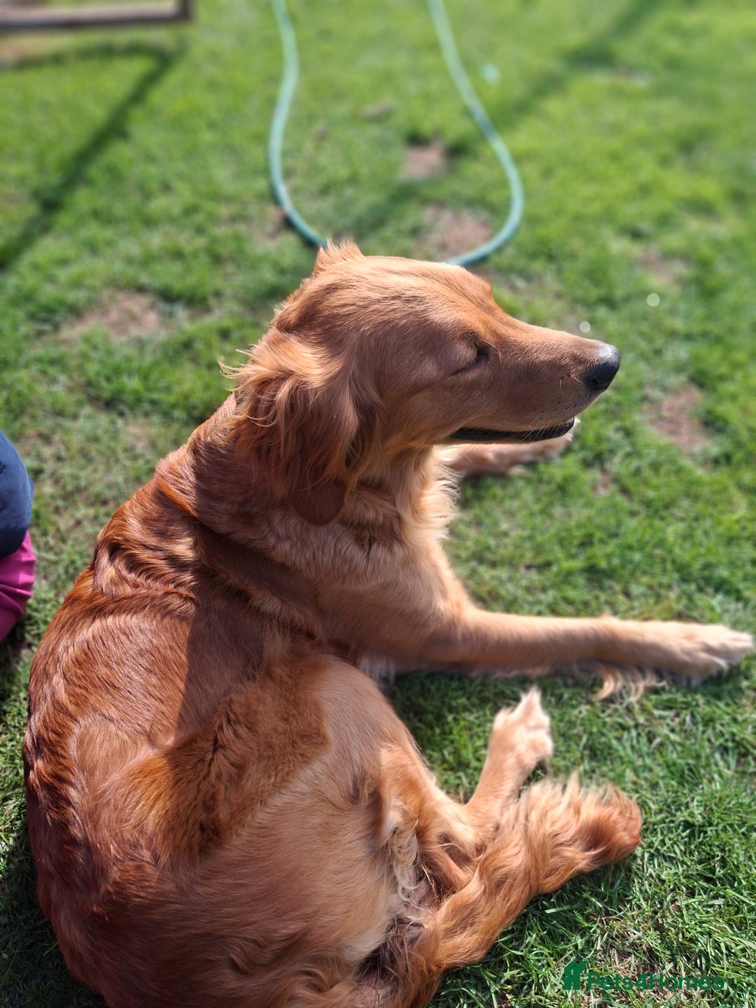 Golden Retriever dogs for sale: Working golden retriever puppies  - Image 27