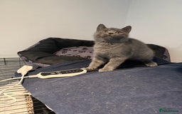 British Shorthair cats for sale: British shorthair kitten  - Image 3