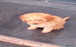 Miniature Poodle dogs for sale: ✨KC Top quality parents health tested pure breed ✨ - Image 4