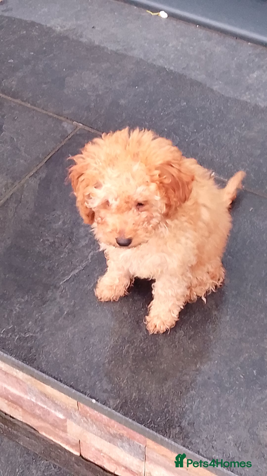 Miniature Poodle dogs for sale: ✨KC Top quality parents health tested pure breed ✨ - Image 4