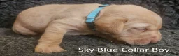 Labrador Retriever dogs for sale: Stunning Red Fox Labs-Health checked, KC Reg, FTCH - Advert 35