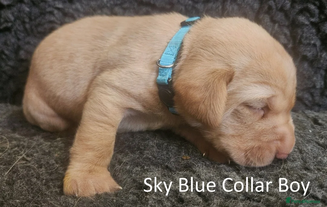 Labrador Retriever dogs for sale: Stunning Red Fox Labs-Health checked, KC Reg, FTCH - Advert 35