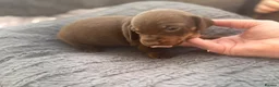 Dachshund dogs for sale: Chocolate dachshund puppies  - Advert 7