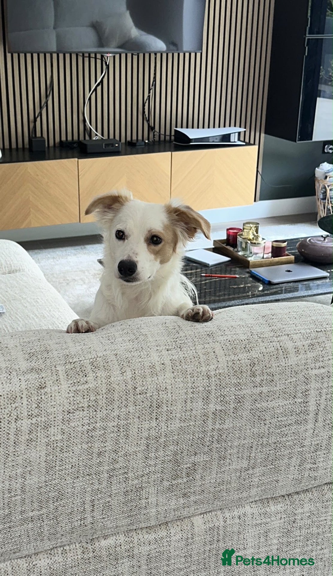 Mixed Breed dogs 🐾 Meet Danny – Looking for His Forever Home ♥️ - Advert 2