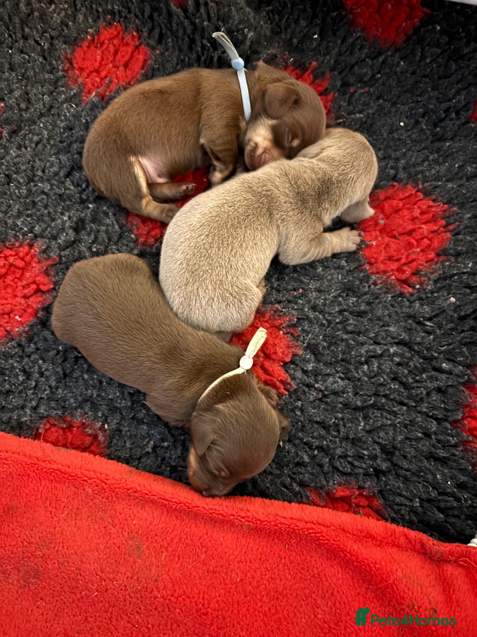 Miniature Dachshund dogs 3 beautiful kc registered Dachshunds boys 💙💙💙💙 - Advert 1