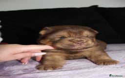 Chow Chow dogs for sale: CHOC🍫LILAC🌪️Champion KC reg🏆 pedigree chow chow - Image 3