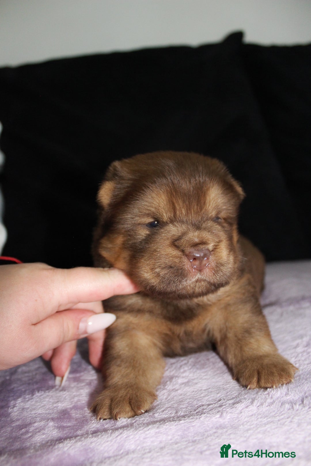 Chow Chow dogs for sale: CHOC🍫LILAC🌪️Champion KC reg🏆 pedigree chow chow - Image 3