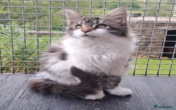 Maine Coon cats for sale: Maine Coon Kittens - Image 8