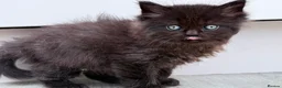 Mixed Breed cats for sale: Beautiful Ragdoll x Maine Coon Kittens - Advert 5