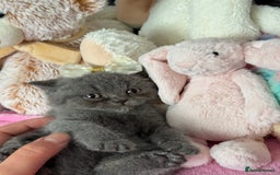 British Shorthair cats for sale: Gorgeous Champions line British Shorthair - Image 19