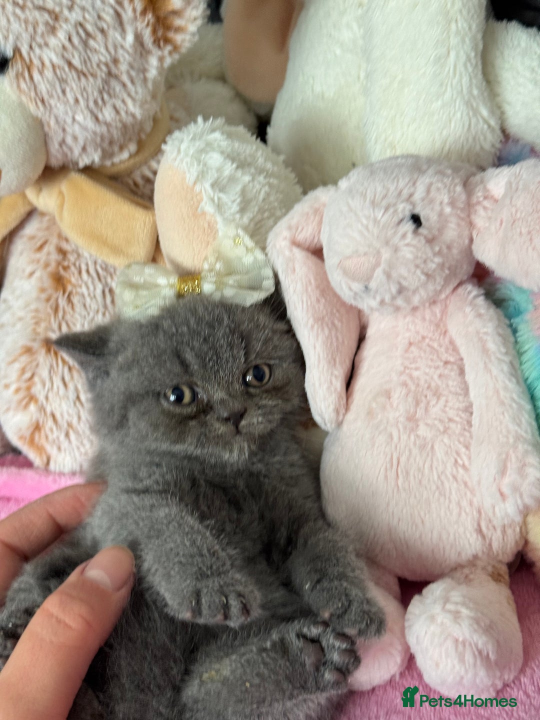 British Shorthair cats for sale: Gorgeous Champions line British Shorthair - Image 19