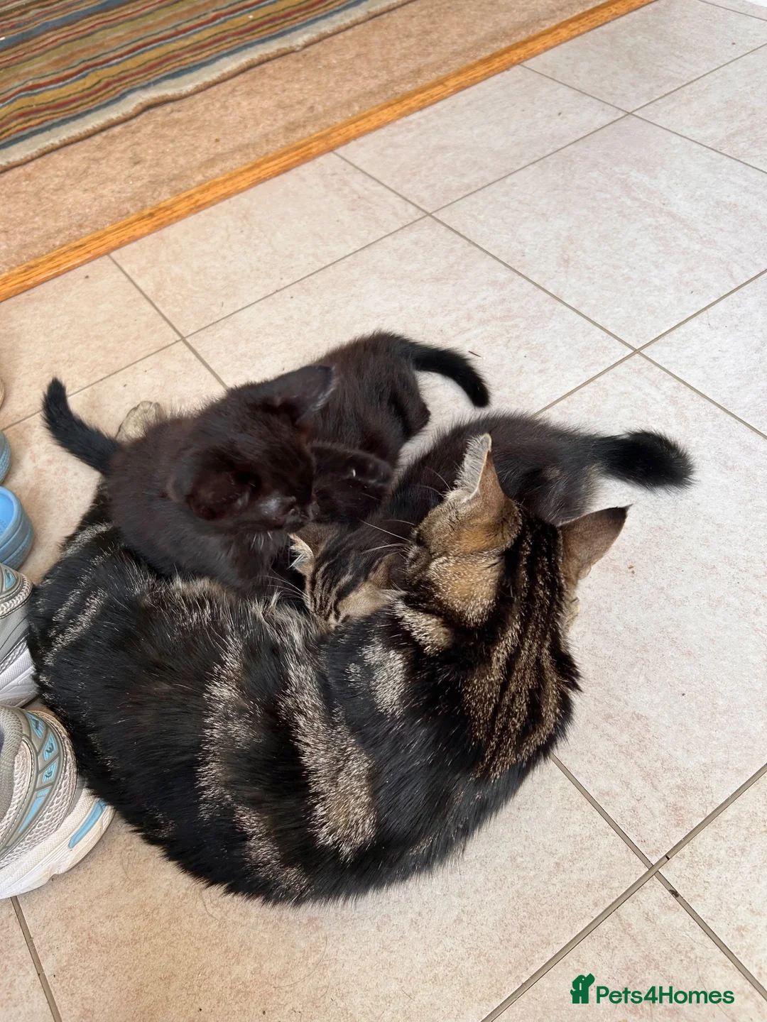 Mixed Breed cats for sale: Beautiful friendly kittens - Advert 5