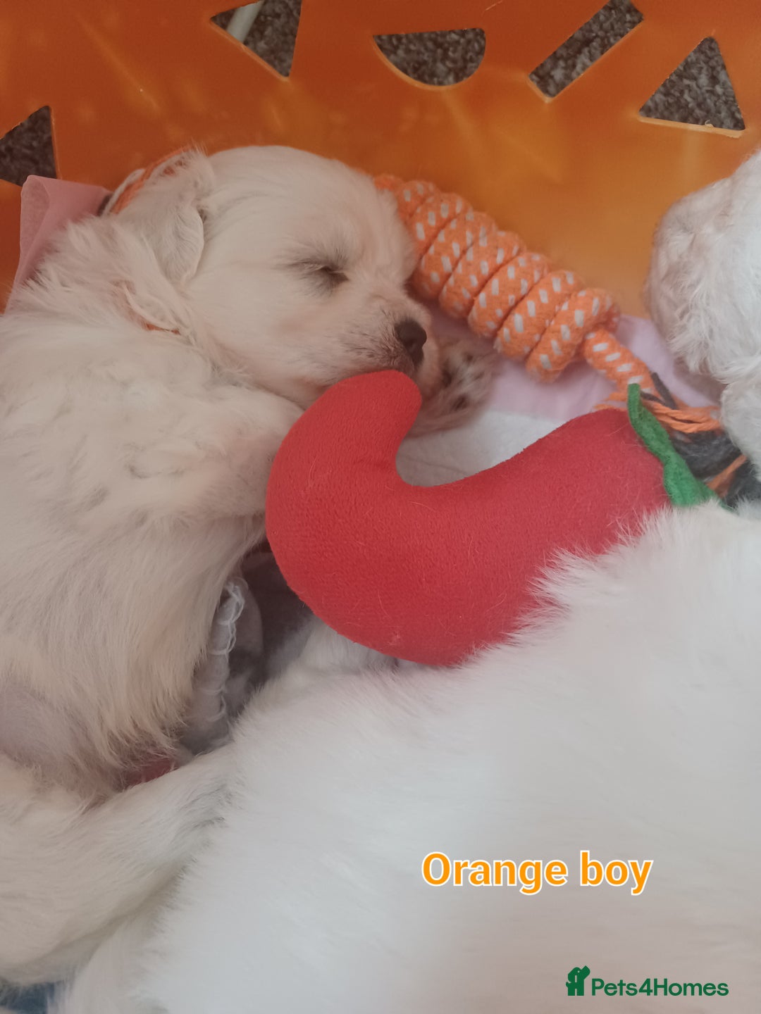 Bichon Frise dogs for sale: GORGEOUS BICHON FRISE❤️ 2 girls 3 boys - Image 9