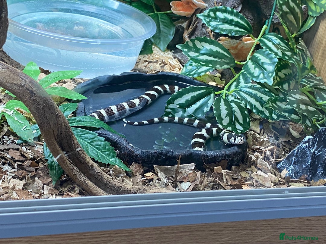 King Snake reptiles for sale: 1 Year Old Male California King Snake - Image 2