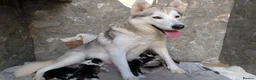 Siberian Husky dogs for sale: Beautiful Siberian Husky  - Advert 13