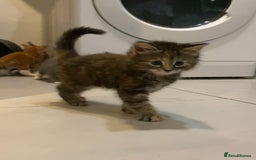 British Shorthair cats for sale: 6 kittens mixture of colours, bred from house cat  - Image 3