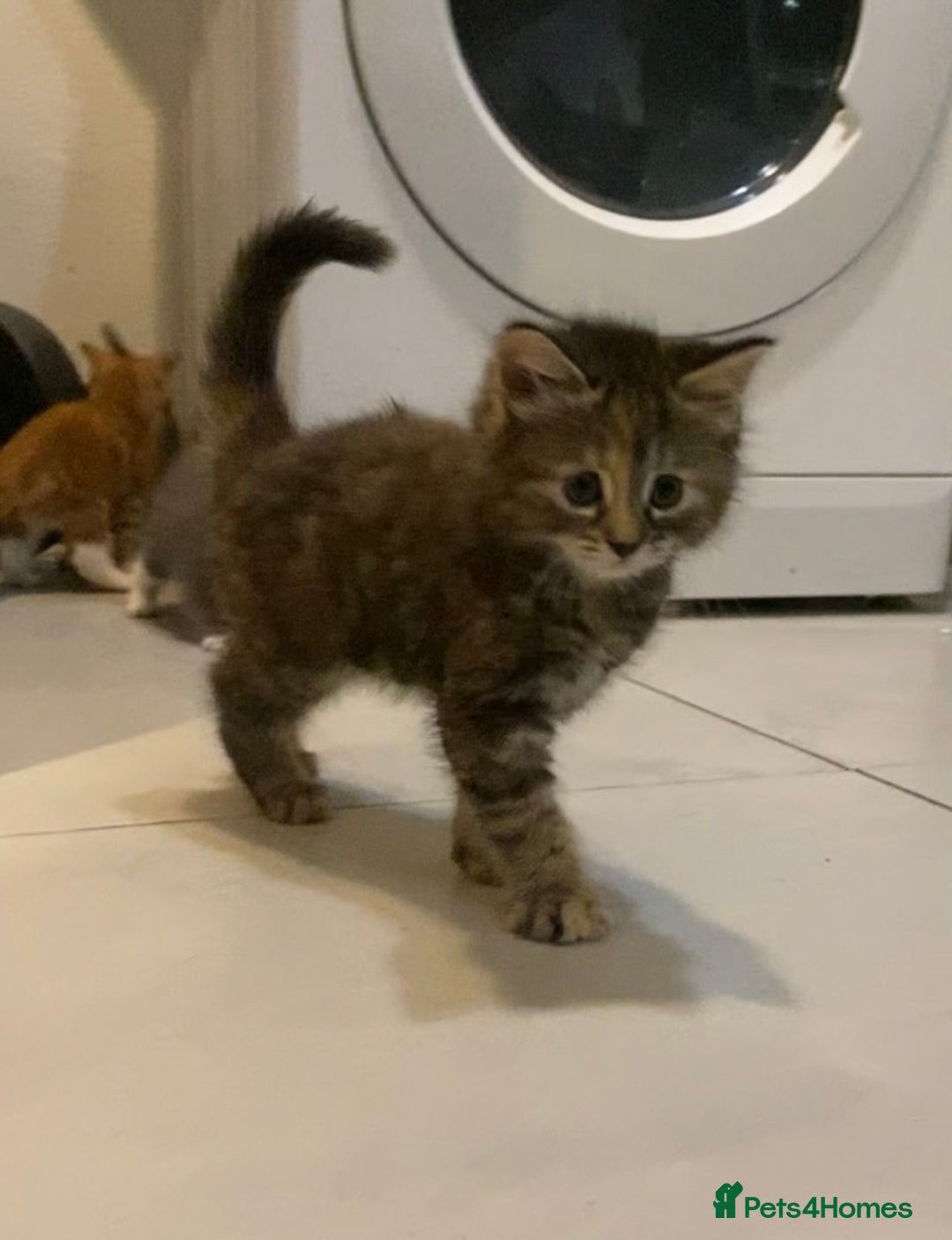 British Shorthair cats for sale: 6 kittens mixture of colours, bred from house cat  - Image 3