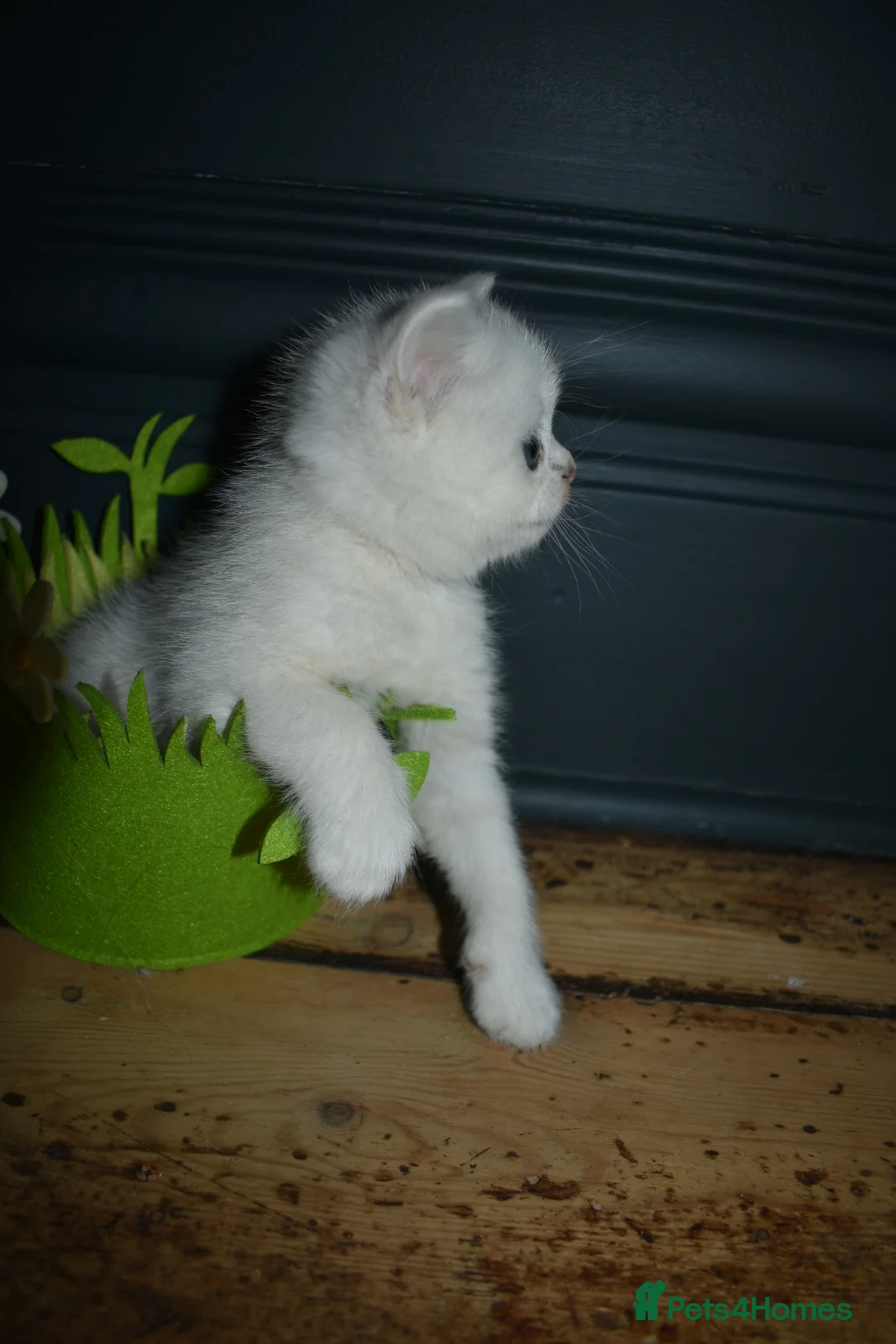 British Shorthair cats for sale: PureBred British Shorthair Kittens ready Easter! - Advert 18
