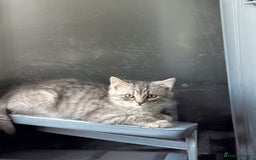 Persian cats for sale: ADORABLE RUSSIAN BLUE X PERSIAN KITTENS - Image 9