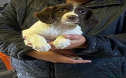 English Springer Spaniel dogs for sale: English springer pups - Image 2