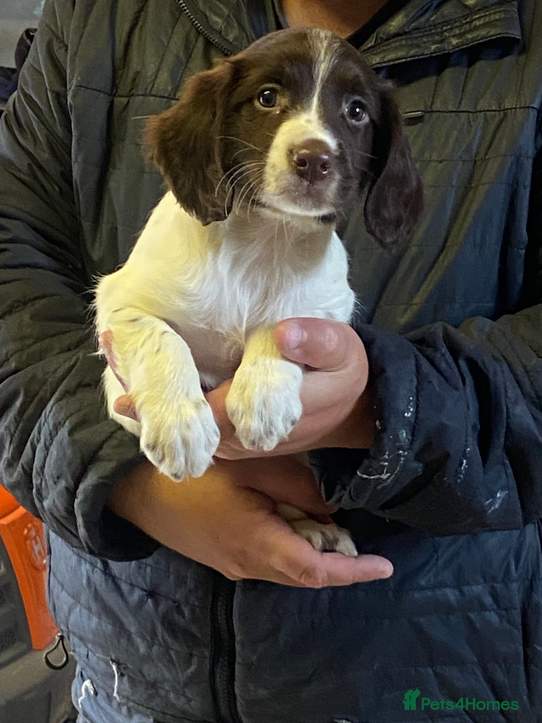 English Springer Spaniel dogs for sale: English springer pups - Image 2