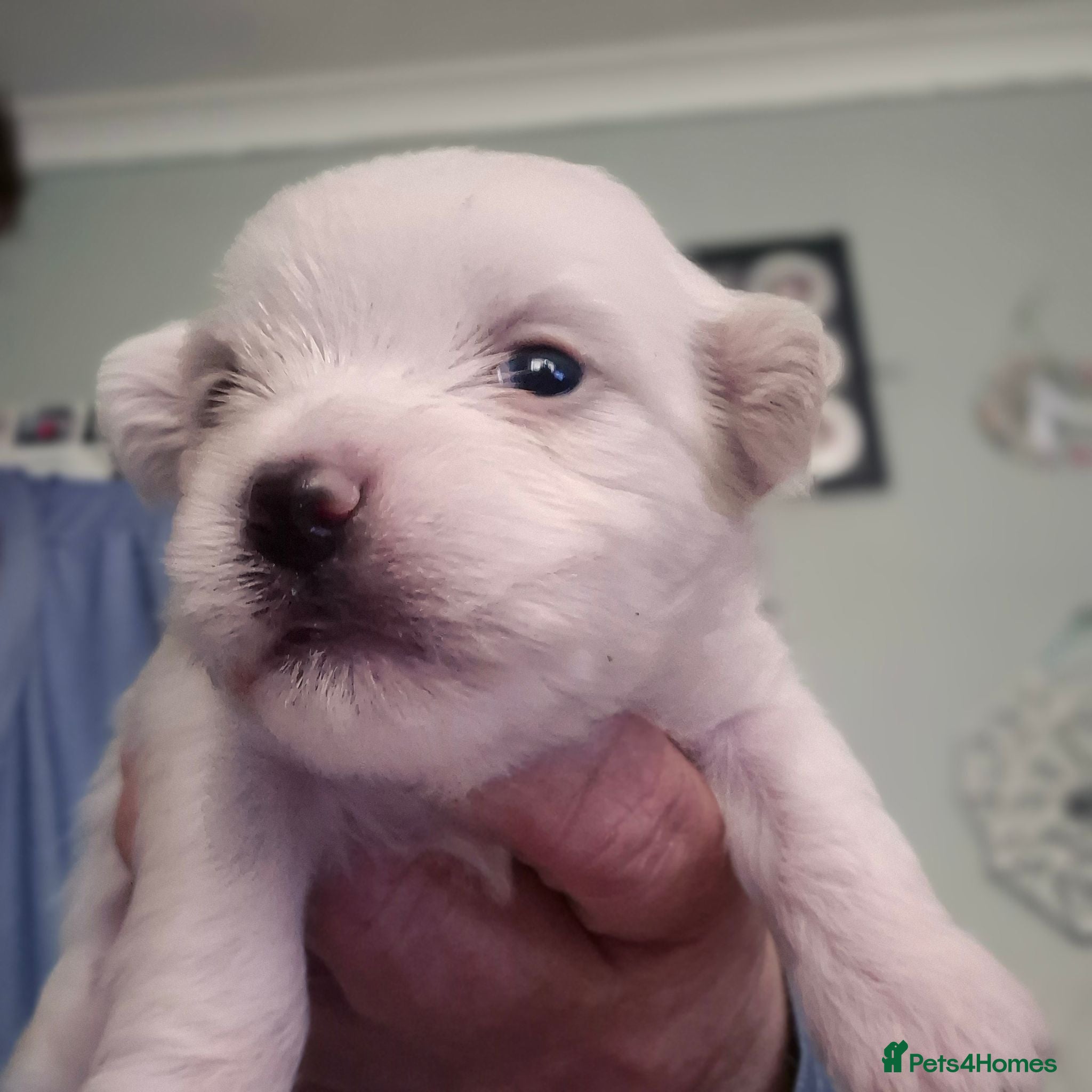 Morkie dogs I have 6 morkie puppys 4 sale  - Advert 2