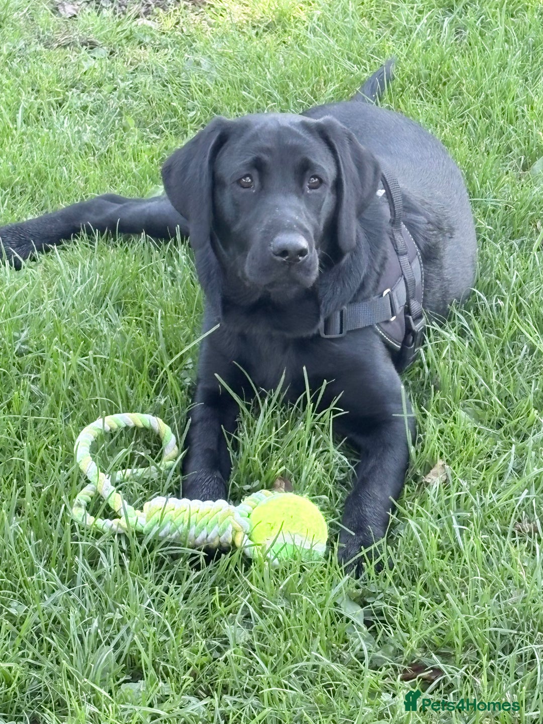 Labrador Retriever dogs for sale: Labrador retriever  - Image 5