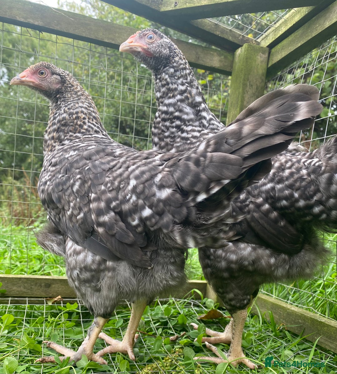 Chickens poultry for sale: Speckled Marans - Image 1