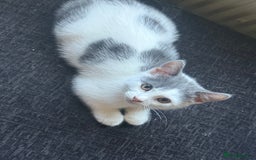 Mixed Breed cats for sale: Last girl black and white 50 pounds  - Image 6