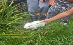 Blanc De Hotot rabbits for sale: rabbits for sale  - Image 11