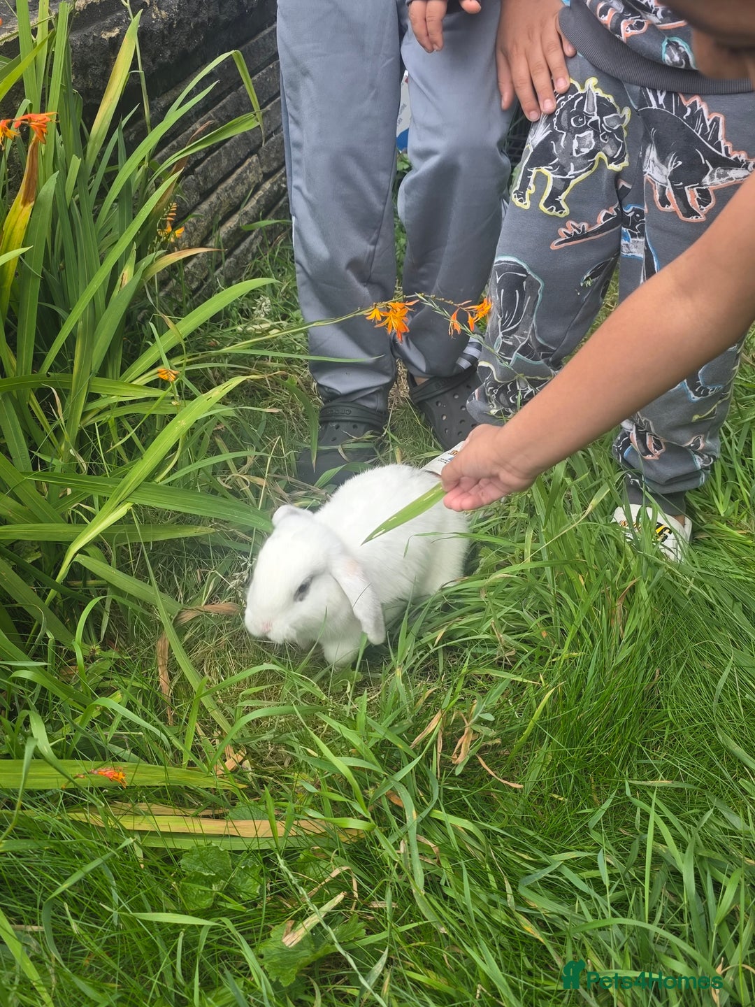 Blanc De Hotot rabbits for sale: rabbits for sale  - Image 11