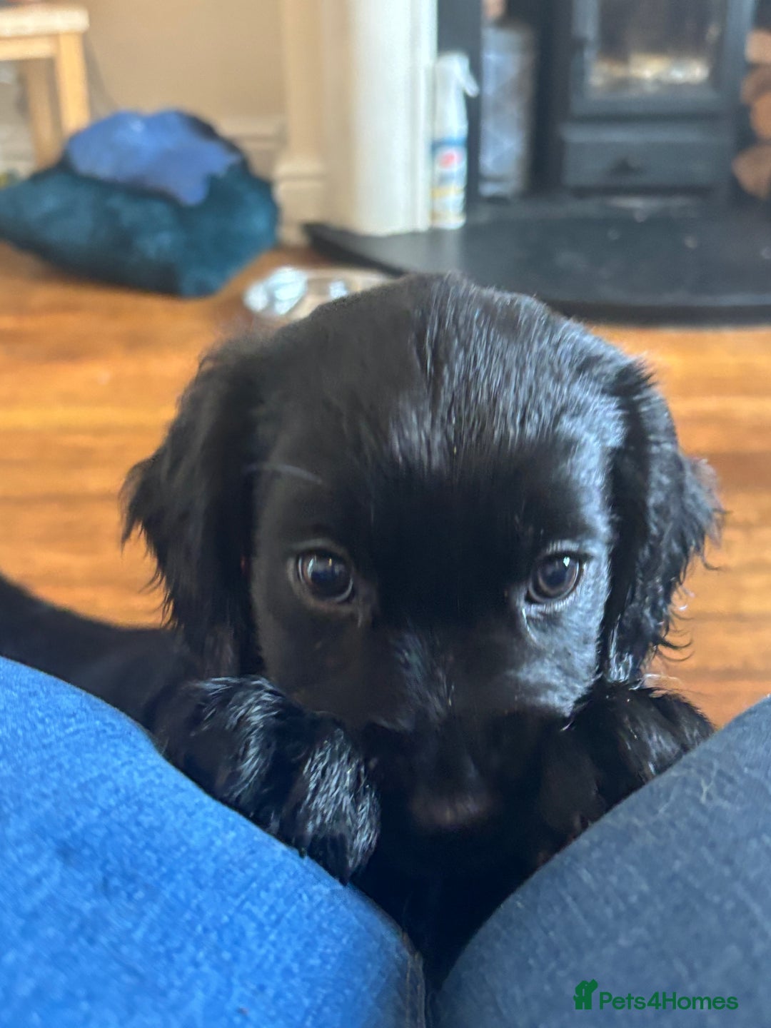 Mixed Breed dogs for sale: Beautiful Female Spangold For Sale - Image 5