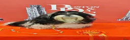 Shih Tzu dogs for stud: RKC Standard pure breed SHIH TZU -Stud - Advert 4