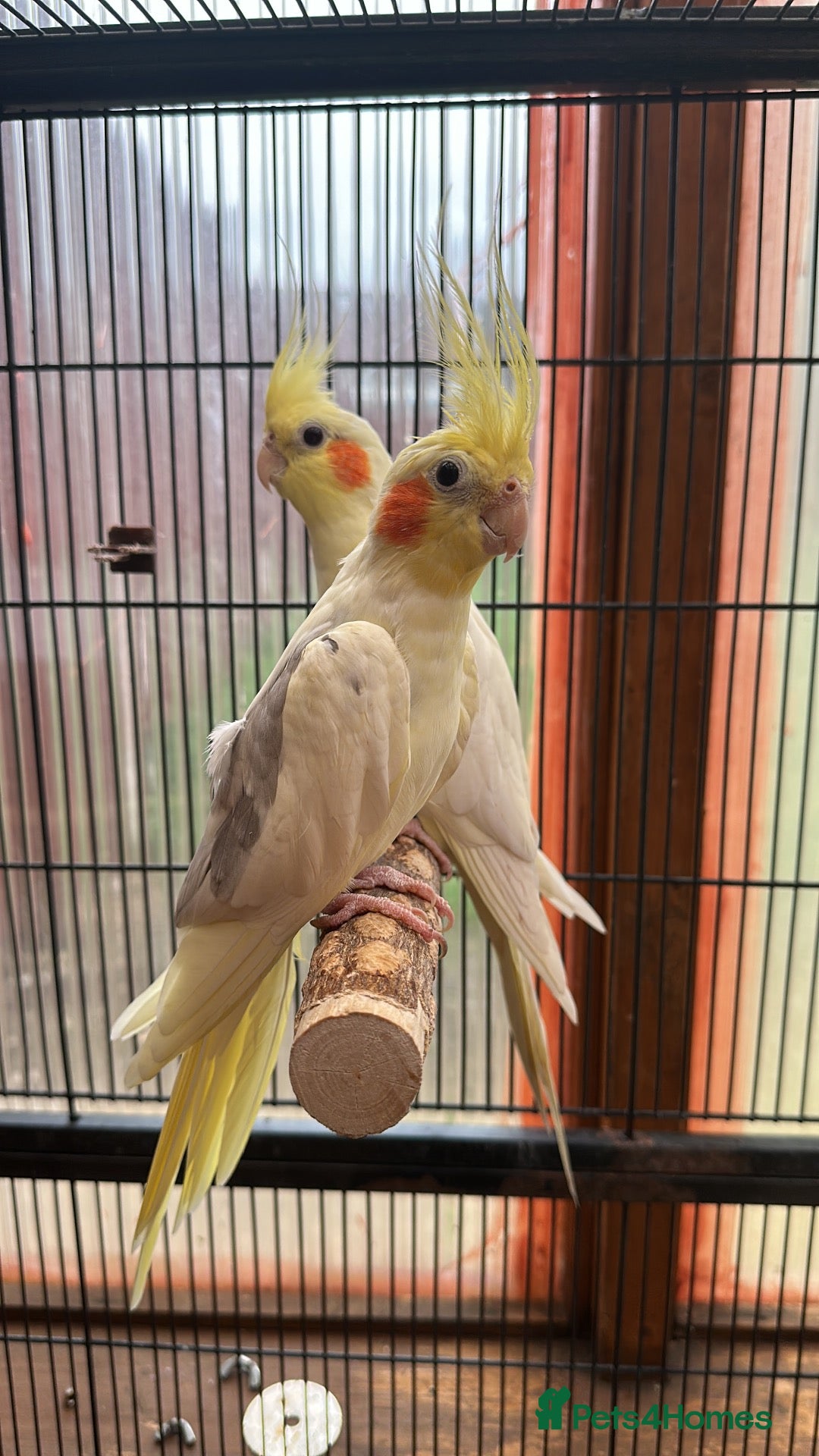 Cockatiels birds Cockatiel Pair for Sale Complete Setup Included - Advert 1