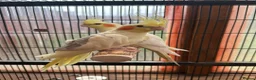 Cockatiels birds for sale: Cockatiel Pair for Sale Complete Setup Included in Luton - Advert 1
