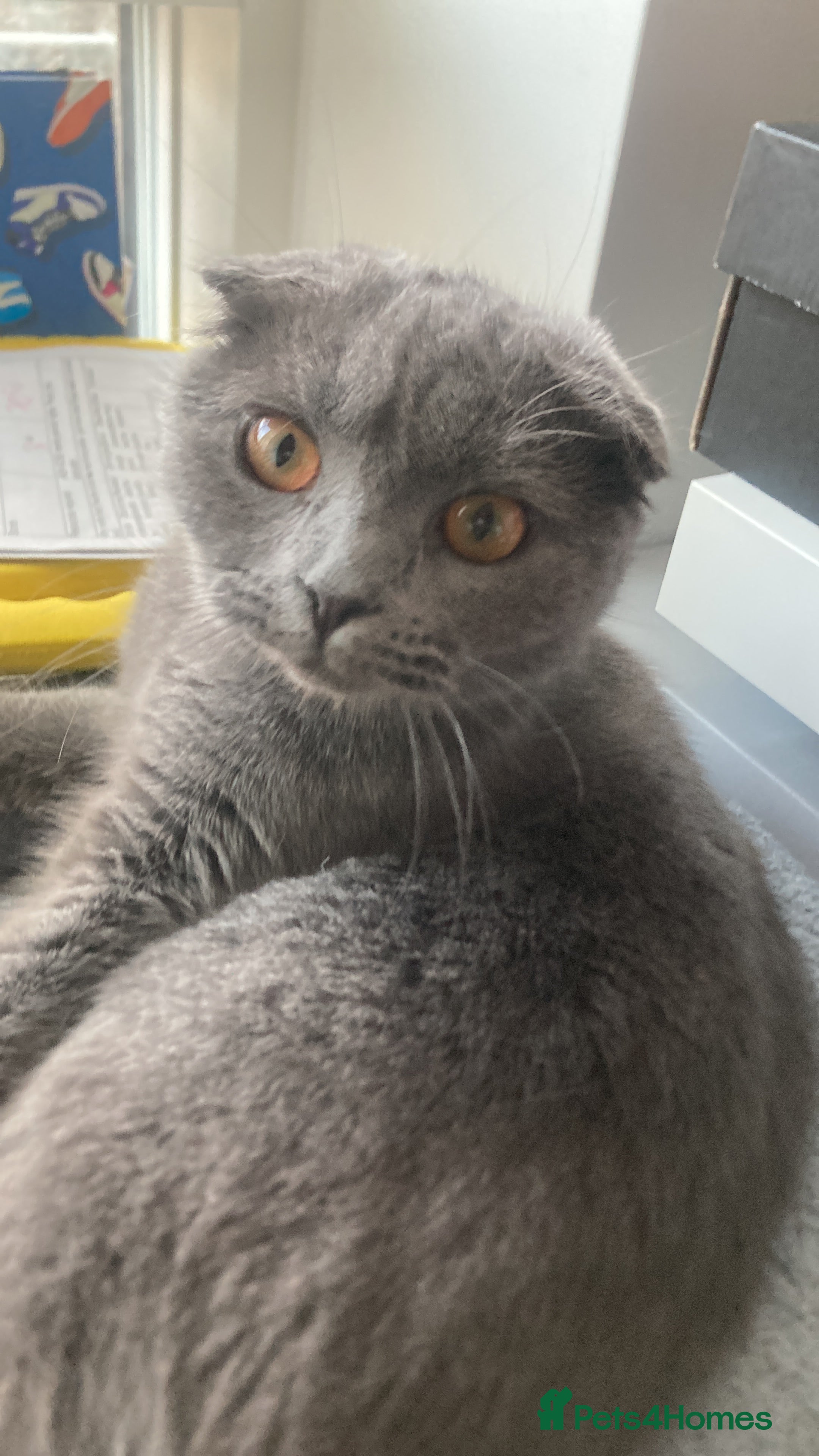 Scottish Fold cats Scottish fold cat - Advert 8