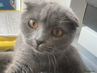 Scottish Fold cats Scottish fold cat - Advert 1