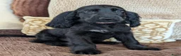 Cocker Spaniel dogs for sale: Health Tested KC Reg Showline Cocker Spaniel Pups - Advert 12