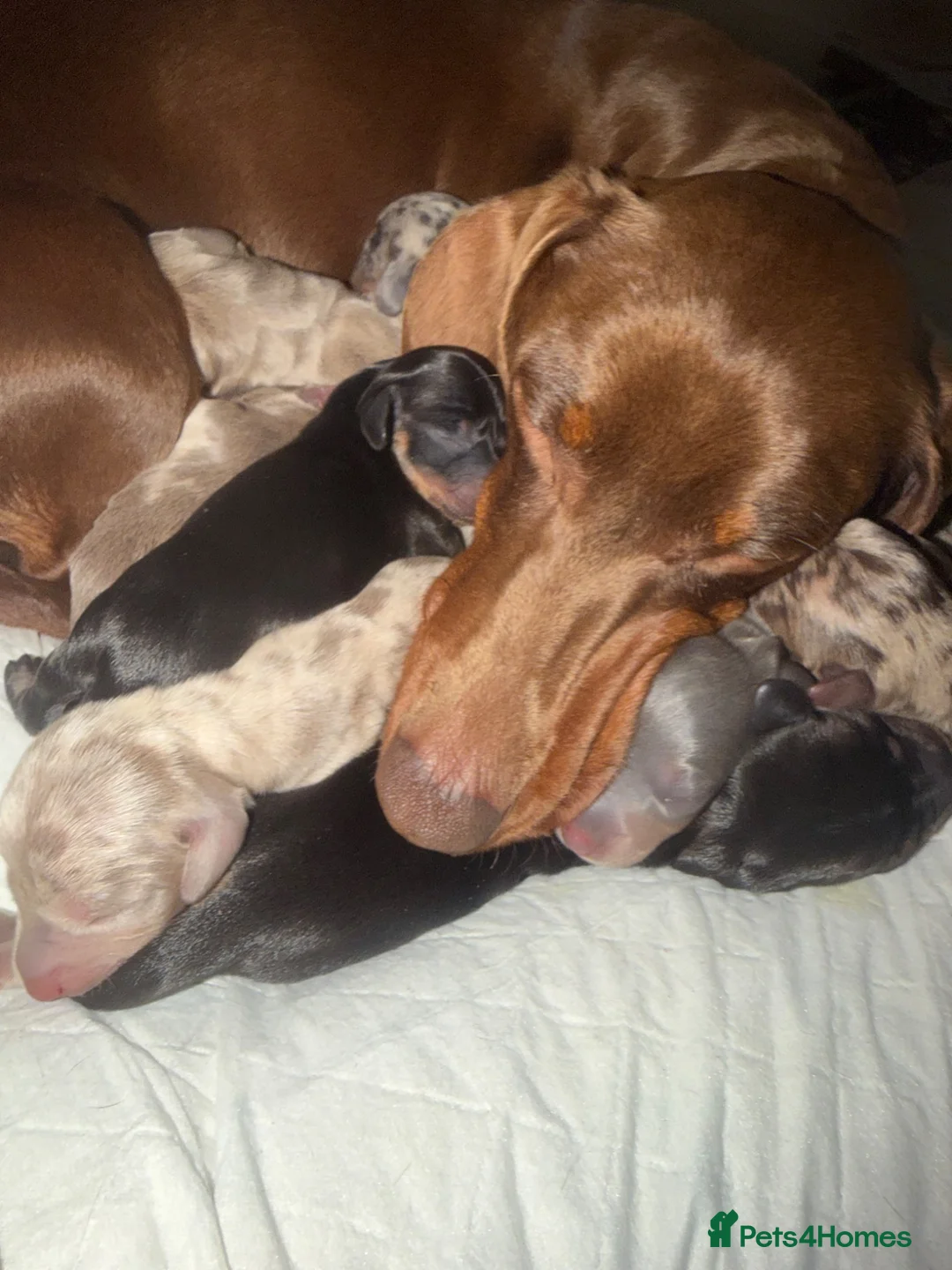 Dachshund dogs for sale: Standard Dachshund Puppies - Advert 26