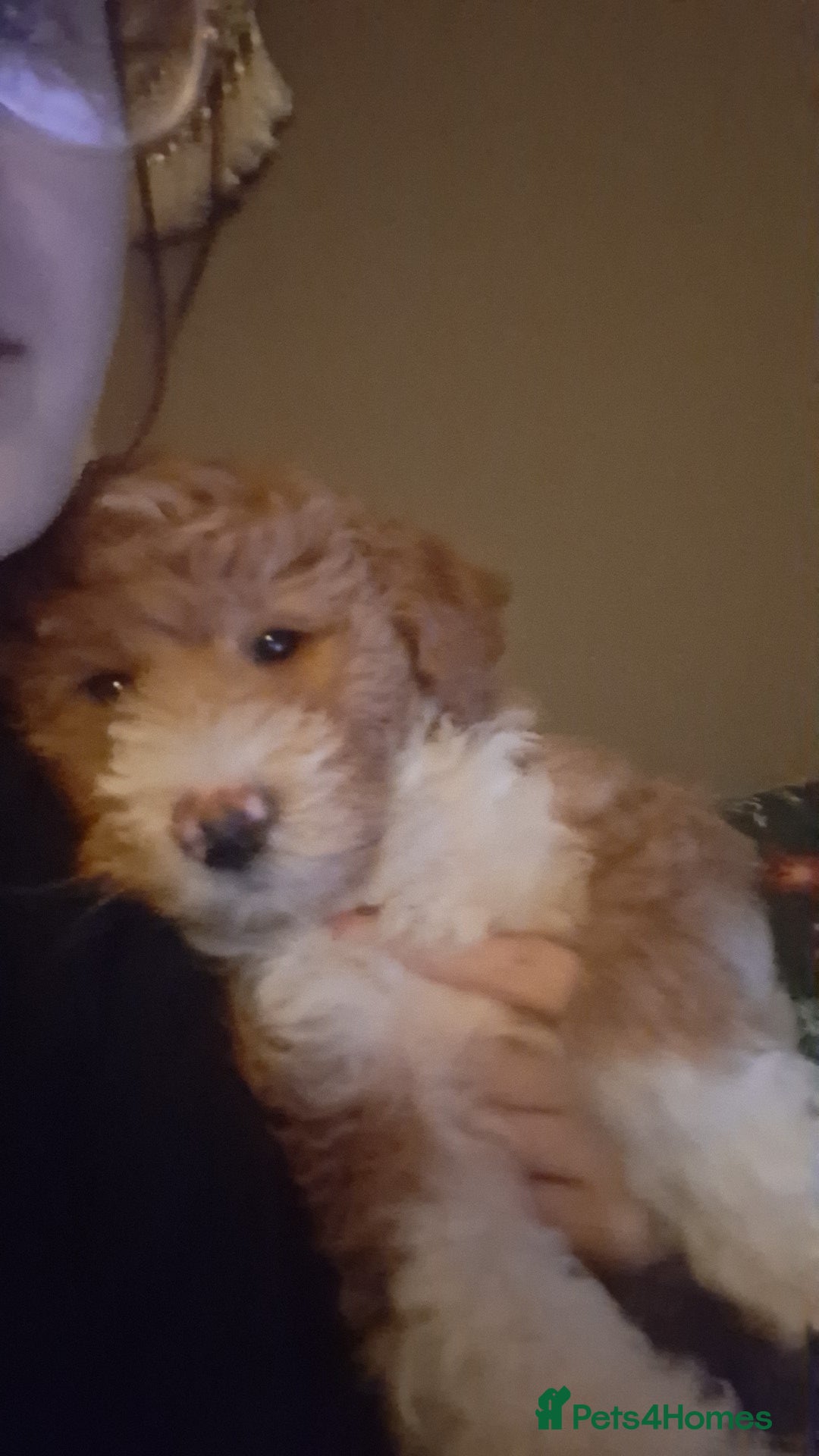 Mixed Breed dogs for sale: Beautiful mixed doodle girl - Advert 2