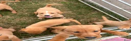 Labrador Retriever dogs for sale: Fox Red Labradors KC REG in Northallerton - Advert 17
