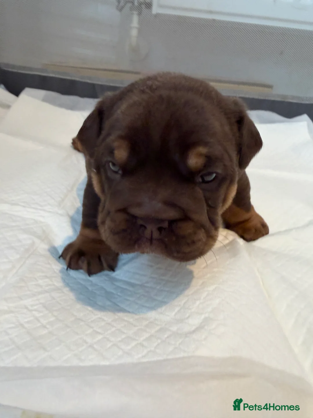 English Bulldog dogs for sale: English bulldog puppy - Advert 2