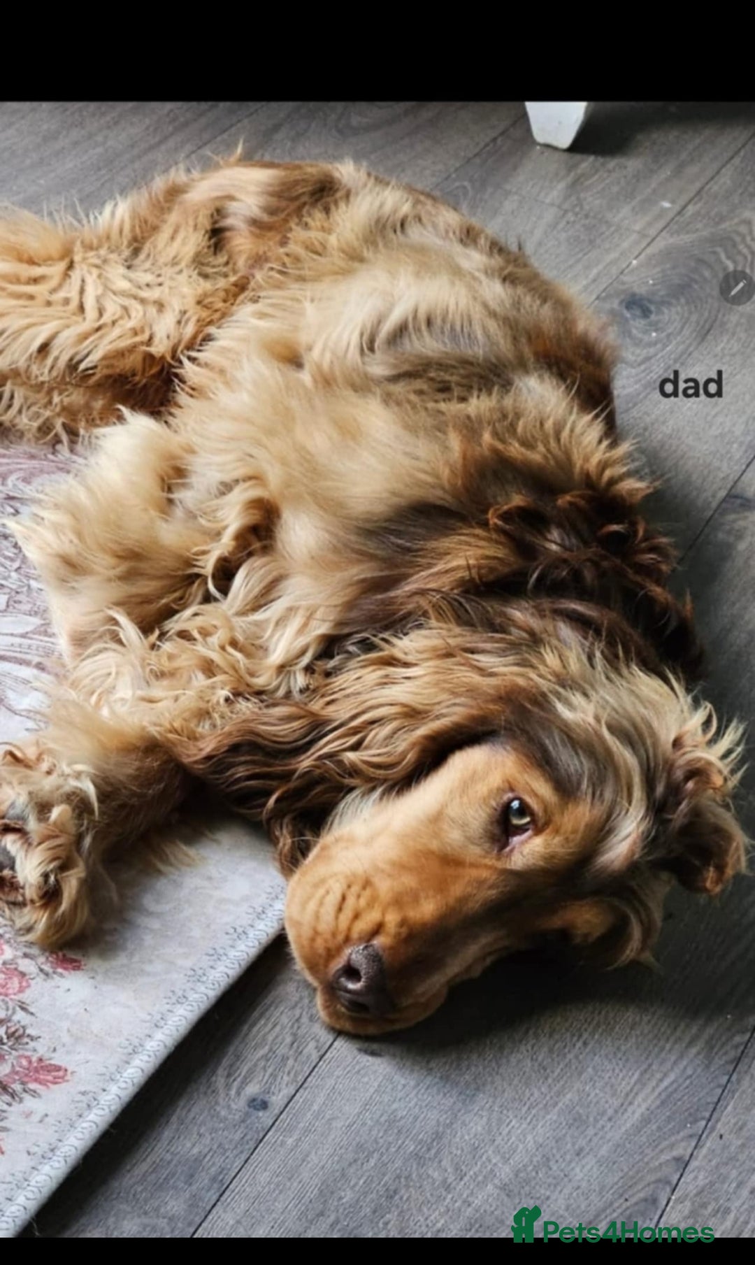 Cocker Spaniel dogs for sale: Show cocker spaniel  - Image 2