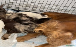 Cockapoo dogs for sale: Adorable Cockerpoo Puppies Ready - Image 32